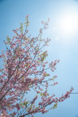Flowering apricot tree 