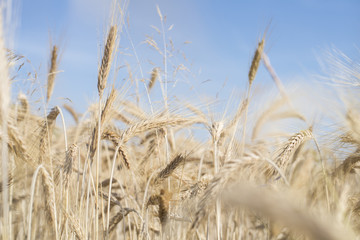 Fototapeta premium Ripe gold-colored wheat spikes across blue sky