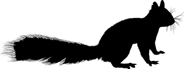 squirrel black silhouette isolated on white
