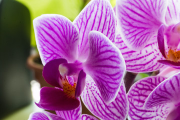 Obraz na płótnie Canvas pink flowers orchid close-up