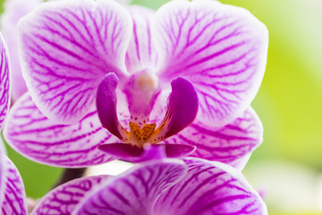 Fototapeta na wymiar pink flowers orchid close-up