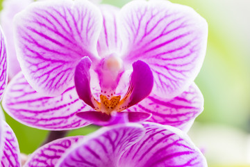 Obraz na płótnie Canvas pink flowers orchid close-up