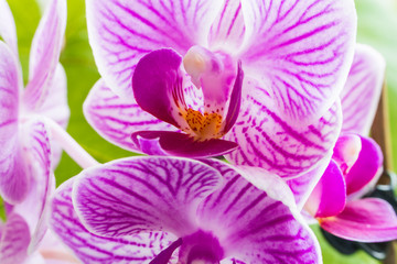 pink flowers orchid close-up