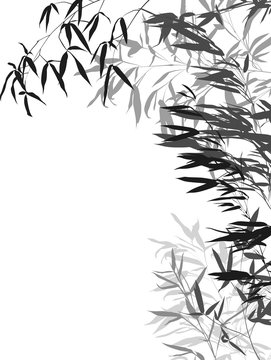 grey bamboo bush isolated on white
