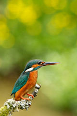 kingfisher