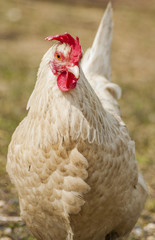 Hen at the farm yard.