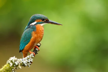 Fotobehang IJsvogel kingfisher  © bridgephotography