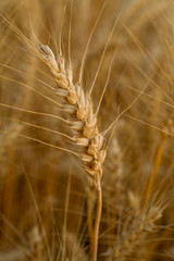 Golden wheat
