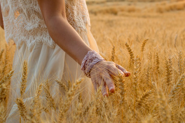 hand touching a golden wheat ear in the wheat field, sunset light