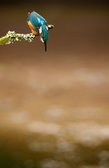 Kingfisher