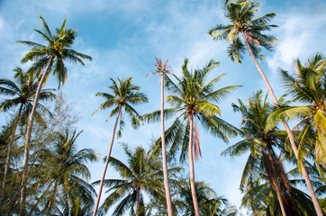 Fototapeta premium Vintage Palms
