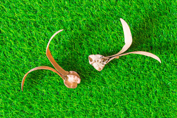 seed of para rubber tree on green grass texture background