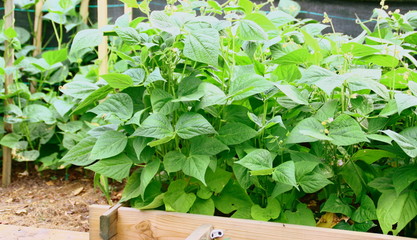 culture d'haricot vert au potager