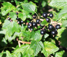  	
Black currant