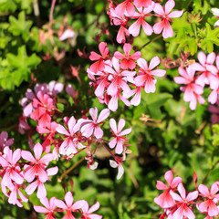 Bright small bright pink flowers