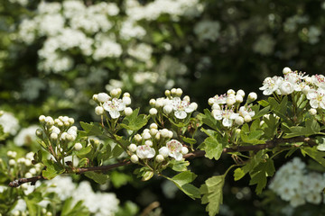 Flowering thornapple