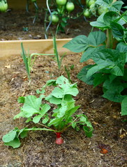 gros radis rond au potager,culture bio