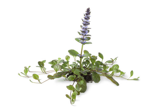 Flowering Ajuga plant