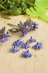 Fresh blue borage flowers
