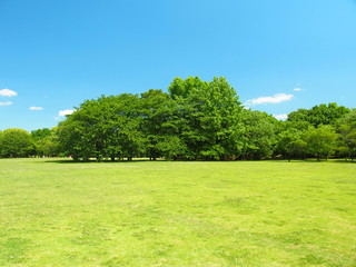 桜の大木のある初夏の草原風景