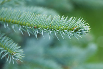 Evergreen spuce tree