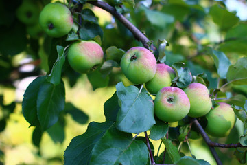 trees in bloom and the fruits of the park landscape