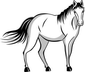 Quietly standing horse. black and gray color