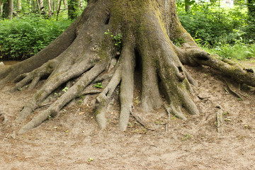 Wurzelwerk fest im Boden verankert