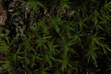 texture moss lichen macro mushroom