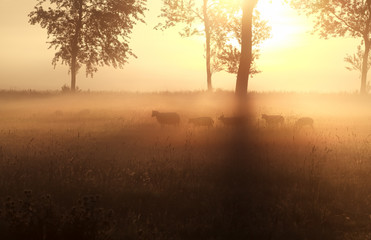 sheep grazing on misty sunrise pasture © Olha Rohulya