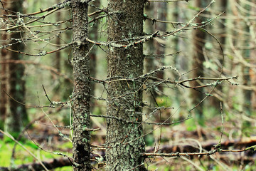 autumn forest landscape Indian Summer