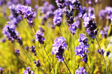 lavender in bloom, in a flower pot