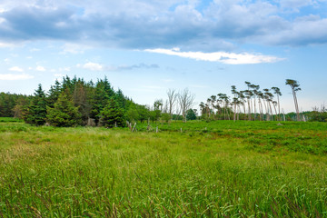 Obraz premium Landscape at the german peninsula Darss