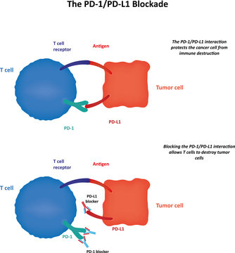 The PD1/PDL1 Blockade