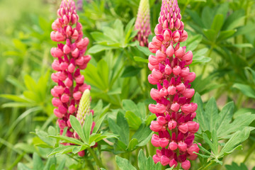 Flowers pink lupine