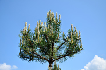 Pine branches and sky