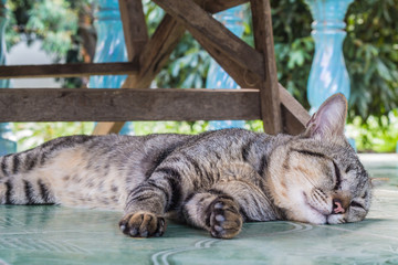 Obraz premium cat