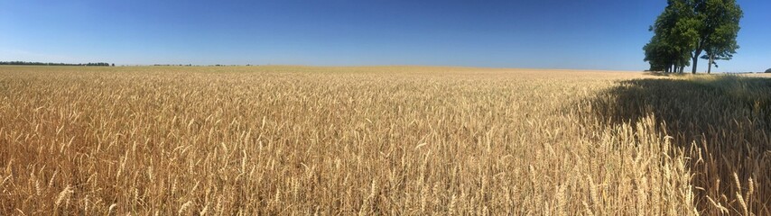 feld panorama