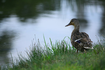 water duck flock of birds
