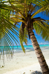 A beautiful image of palm on caribbean beach