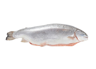 Fototapeta premium Full trout