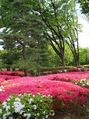 クルメツツジが咲く春の皇居東御苑（諏訪の茶屋付近）