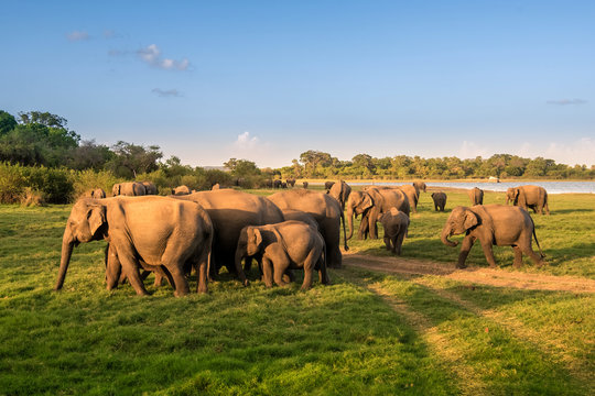 Fototapeta Elephants in the lake, Sri Lanka