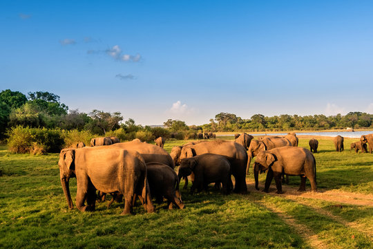 Fototapeta Elephants in the lake, Sri Lanka