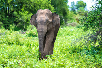 wild elephants in Sri Lanka