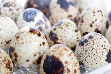 Obraz premium Quail eggs