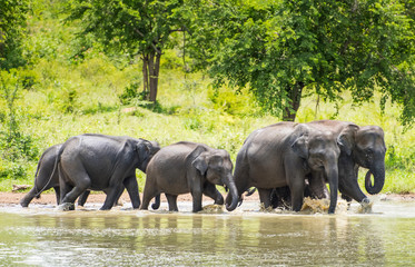 wild elephants in Sri Lanka