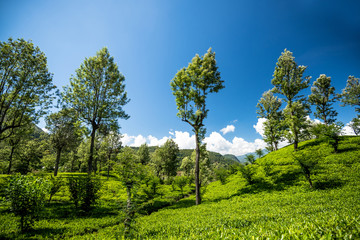 Beautiful tea plantation in the morning