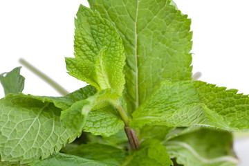 Leafs of mint