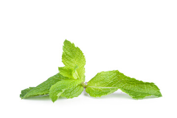 Leafs of mint